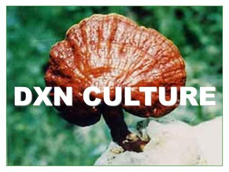 DXN CULTURE.