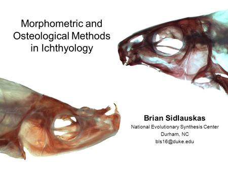 Morphometric and Osteological Methods in Ichthyology Brian Sidlauskas National Evolutionary Synthesis Center Durham, NC