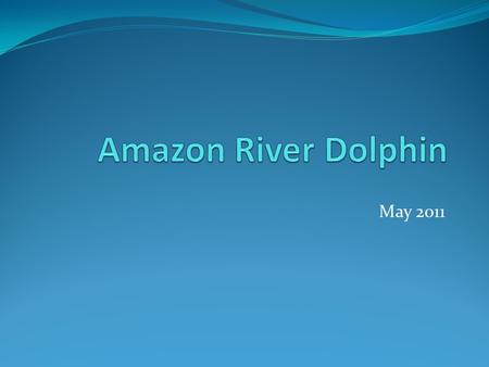 May 2011 Description Pink dolphins can be bright pink but sometimes subtle. They have a long and wide beak with cone-shaped teeth. They also have short.