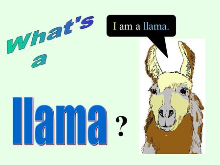 ? I am a llama.. Peru Ecuador Bolivia Chile The Andes Mountains I live in the Andes Mountains in northern South America where the weather never gets too.