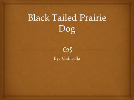 By: Gabriella.  Physical Characteristics  The black tailed prairie dog is 12-15 inches.  The black tailed prairie dog weighs 1-3 pounds.  The black.