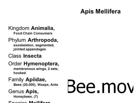 Kingdom Animalia, Food Chain Consumers Phylum Arthropoda, exoskeleton, segmented, jointed appendages Class Insecta Order Hymenoptera, membranous wings,