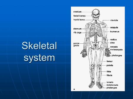 Skeletal system CHARACTERISTICS AND FUNCTIONS Bones are the organs of the skeletal system. Bones are the organs of the skeletal system. Composed of many.