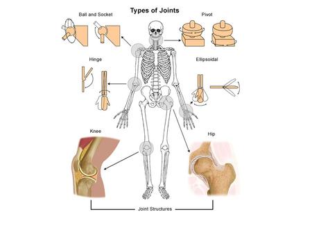 JOINTS FUNCTIONAL CLASSIFICATION STRUCTURAL CLASSIFICATION Synarthroses: immovable Amphiarthroses: slightly movable Diarthroses: freely movable STRUCTURAL.