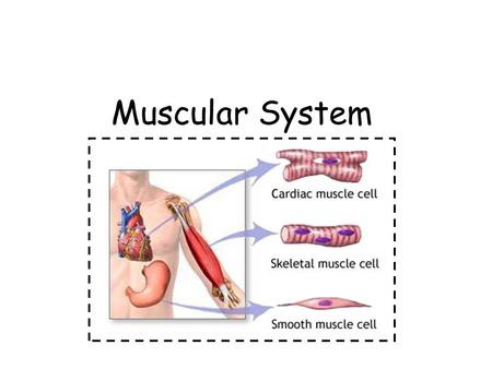 Muscular System.