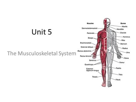 The Musculoskeletal System