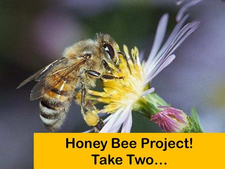 Honey Bee Project! Take Two…. Honey Bee Background 1500 B.C. – early signs of Beekeeping Important Terms: Beekeeping Tools: 1568 – discovered bees could.