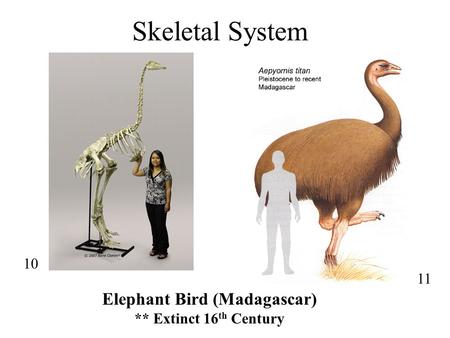 Skeletal System 10 11 Elephant Bird (Madagascar) ** Extinct 16 th Century.