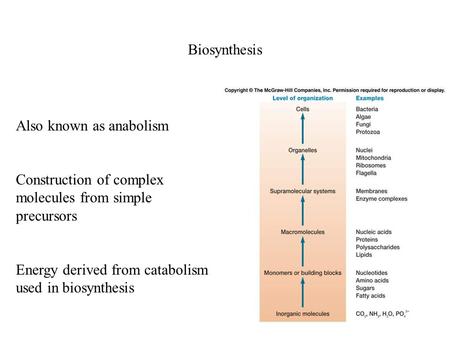 Biosynthesis Also known as anabolism Construction of complex molecules from simple precursors Energy derived from catabolism used in biosynthesis.