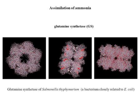 Assimilation of ammonia glutamine synthetase (GS) Glutamine synthetase of Salmonella thyphymurium (a bacterium closely related to E. coli)