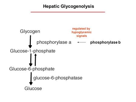 Hepatic Glycogenolysis