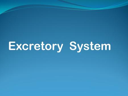 Excretory System. Osmoregulation & Excretion Osmoregulation is important in homeostasis. Hyperosmotic Hyposmotic Isoosmotic Excretion helps in maintaining.