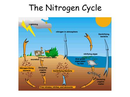 The Nitrogen Cycle.