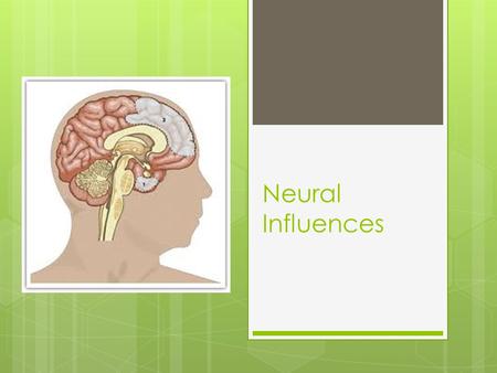 Neural Influences.  It is unlikely that only one structure of the brain is solely responsible for aggression.  Anderson & Anderson (1998) found that.