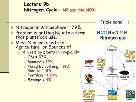 Lecture 9b Nitrogen Cycle- N2 gas into NO3- Nitrogen in Atmosphere = 79% Problem is getting N 2 into a form that plants can use. Most N in soil used for.