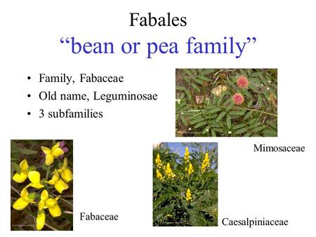 Fabales “bean or pea family”