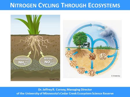 N UTRIENT C YCLING N ITROGEN C YCLING T HROUGH E COSYSTEMS Dr. Jeffrey R. Corney, Managing Director of the University of Minnesota’s Cedar Creek Ecosystem.