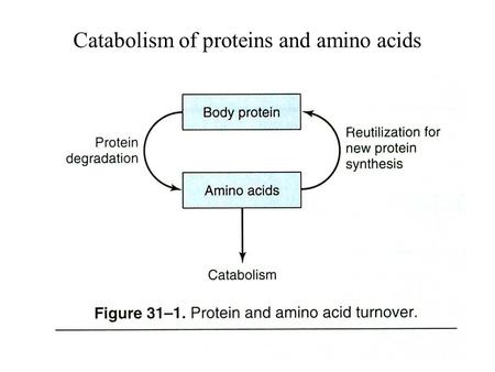 Catabolism of proteins and amino acids. Reactions in the attachment of ubiquitin to proteins.