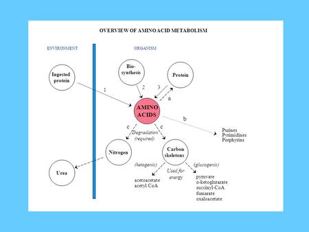 OVERVIEW OF AMINO ACID METABOLISM ENVIRONMENT ORGANISM Ingested protein Bio- synthesis Protein AMINO ACIDS Nitrogen Carbon skeletons Urea Degradation (required)