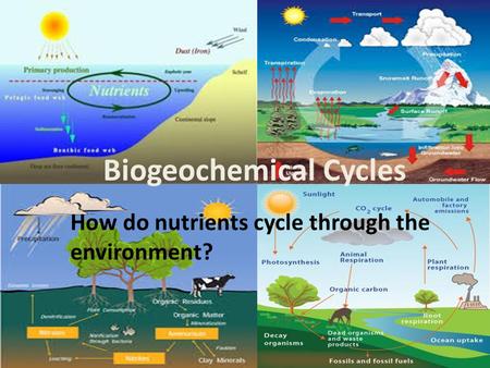 Biogeochemical Cycles