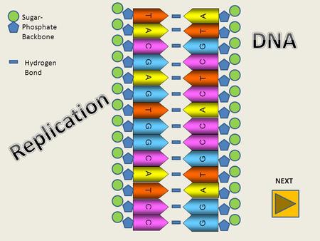 G A G T GG C A T CC T A C G A G T GG C A T CC T A C Sugar- Phosphate Backbone Hydrogen Bond NEXT.