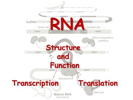 Transcription Translation