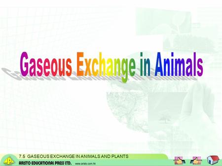 7.5 GASEOUS EXCHANGE IN ANIMALS AND PLANTS. peanut Food has to be burnt to release energy. Does the food really burn in our body?