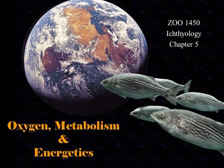 Oxygen, Metabolism & Energetics ZOO 1450 Ichthyology Chapter 5.