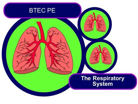 The Respiratory System