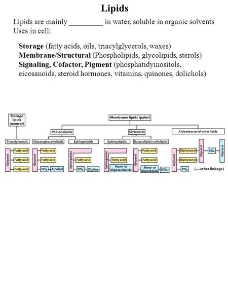 Lipids Lipids are mainly _________ in water, soluble in organic solvents Uses in cell: Storage (fatty acids, oils, triacylglycerols, waxes) Membrane/Structural.