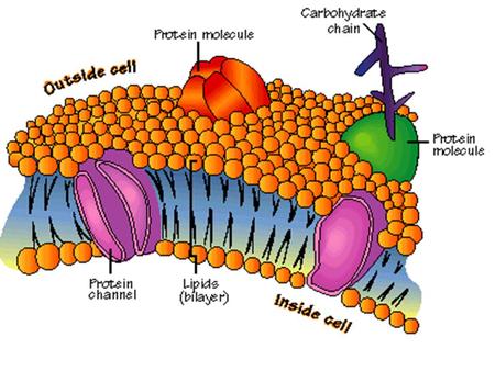 Fluid Mosaic Model Current model of the membrane structure. Phospholipid fluid sea in embedded with a wide variety of protein molecules.