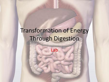 Transformation of Energy Through Digestion