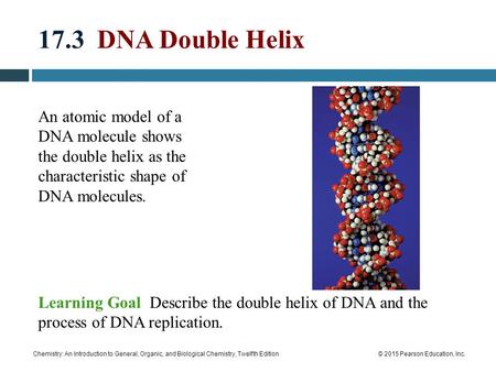 Chemistry: An Introduction to General, Organic, and Biological Chemistry, Twelfth Edition© 2015 Pearson Education, Inc. 17.3 DNA Double Helix An atomic.