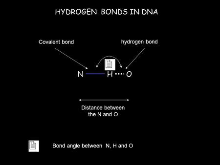 HYDROGEN BONDS IN DNA NHO Distance between the N and O Covalent bond hydrogen bond Bond angle between N, H and O.