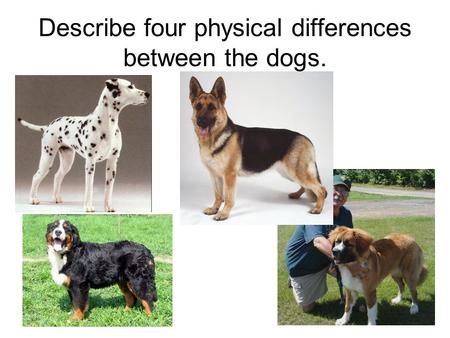 Describe four physical differences between the dogs.