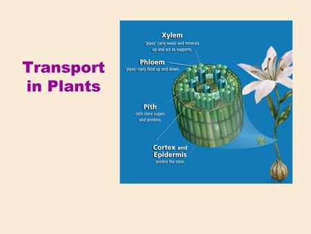 Transport in Plants. Plants require: CO 2 Light O2O2 H2OH2O Minerals Macronutrients (besides C, H, O) Ca, K, Mg, N, P, S Micronutrients B, Cl, Cu, Fe,