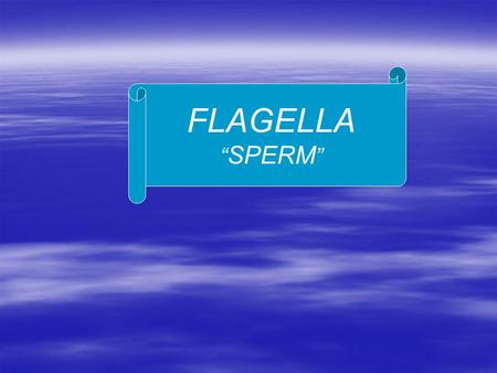 FLAGELLA “ SPERM ”. Issues Addressed What is Sperm (flagella)? What is its structure? What is its function?