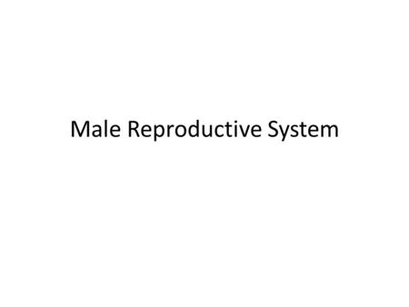 Male Reproductive System