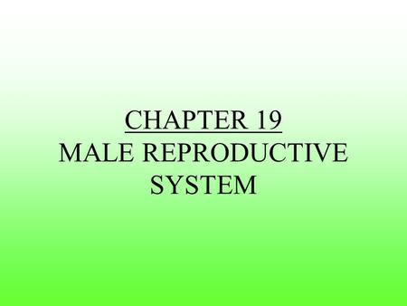 CHAPTER 19 MALE REPRODUCTIVE SYSTEM