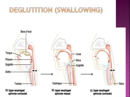 Figure 22.13a-c.  Involves the coordinated activity of the tongue, soft palate, pharynx, esophagus and 22 separate muscle groups  Buccal phase – bolus.