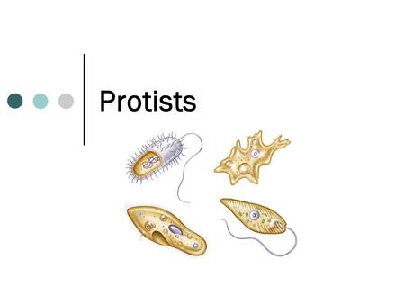 Protists.