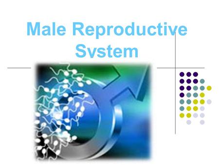 Male Reproductive System