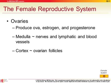 The Female Reproductive System