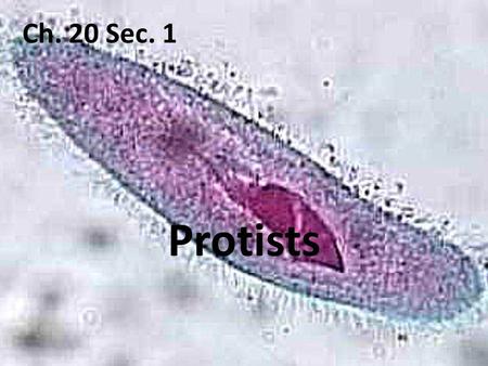 Ch. 20 Sec. 1 Protists.