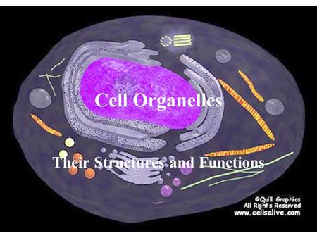 Their Structures and Functions