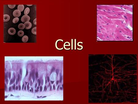 Cells. Discovery of the Cell We could not have discovered the cell without the invention of the microscope in the 17th century.