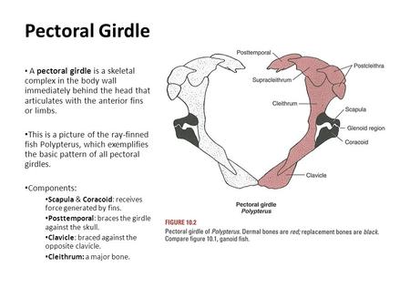 Pectoral Girdle A pectoral girdle is a skeletal complex in the body wall immediately behind the head that articulates with the anterior fins or limbs.