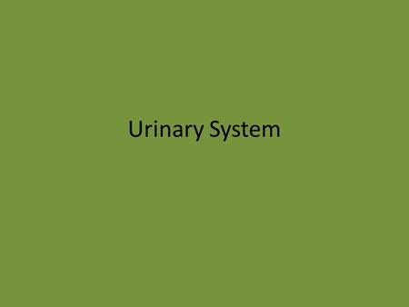 Urinary System.