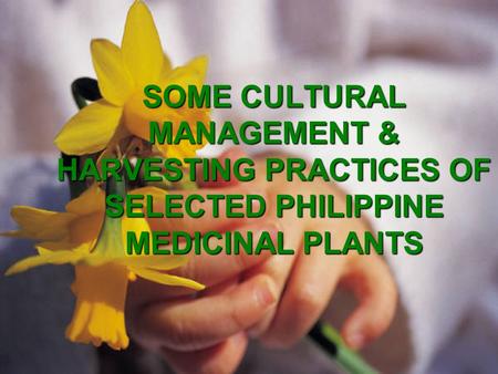 SOME CULTURAL MANAGEMENT & HARVESTING PRACTICES OF SELECTED PHILIPPINE MEDICINAL PLANTS.