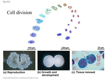 Fig. 12-2 100 µm200 µm 20 µm (a) Reproduction (b) Growth and development (c) Tissue renewal Cell division.